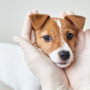5 Beneficios de contar con un veterinario a domicilio en la Axarquía