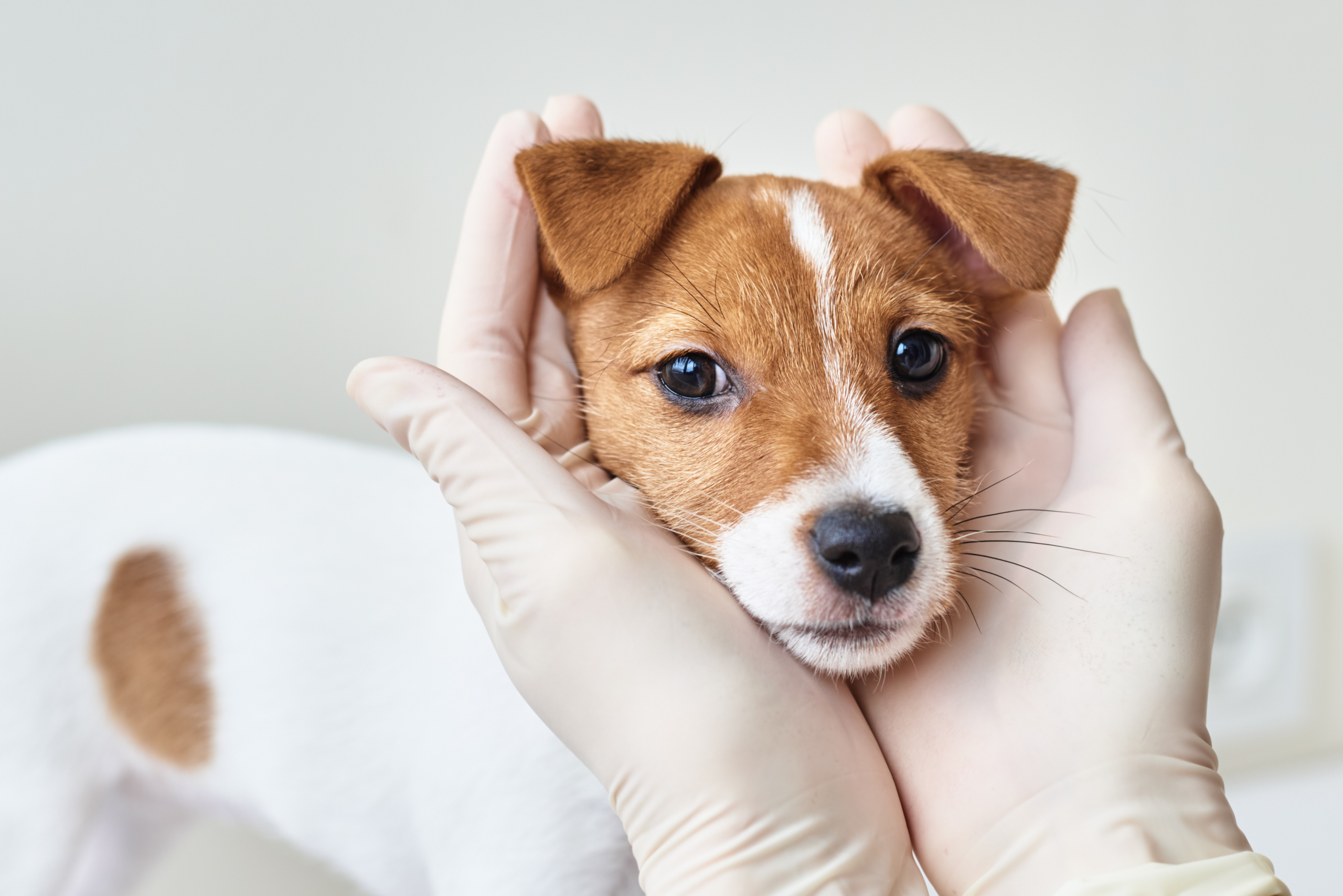 5 Beneficios de contar con un veterinario a domicilio en la Axarquía