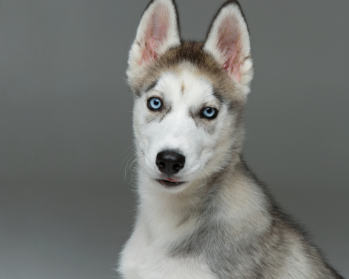 Beautiful siberian husky puppy dog on grey background. Copy space.