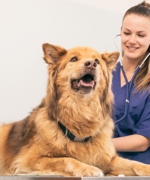 Veterinary doctor checking dog heart with medical tool