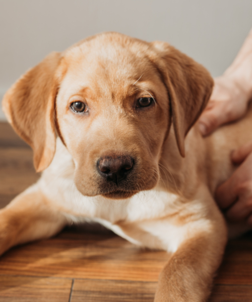 a-beige-labrador-retriever-puppy-lies-on-the-floor-2023-11-27-05-21-38-utc