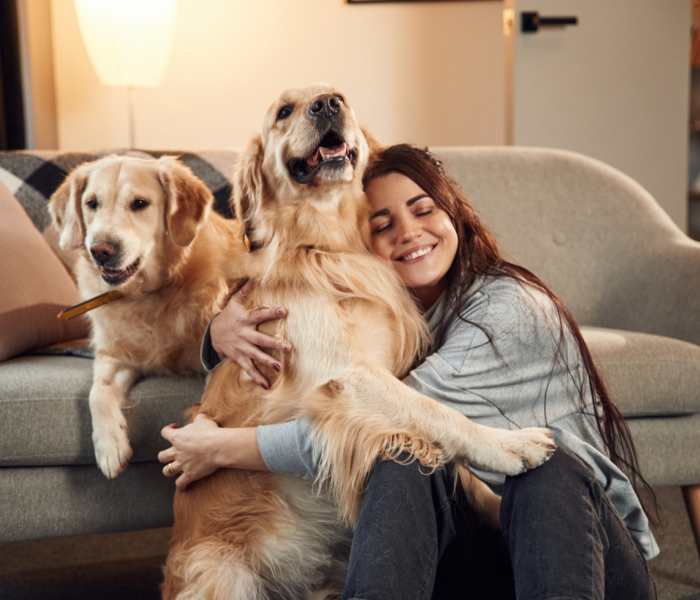 Friendly animals. Woman is with two golden retriever dogs at home.