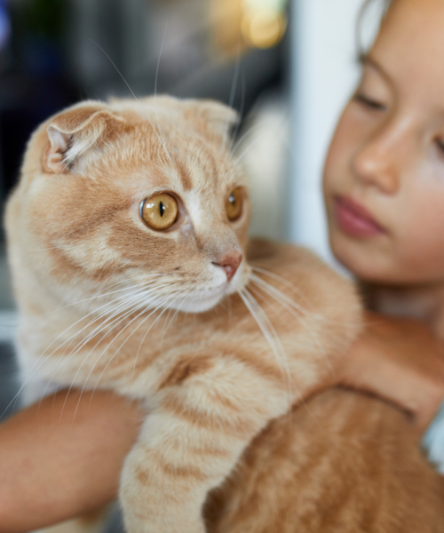 Little girl holding cat in her arms at home indoor, Child playing with domestic animals pet, lovely friend.